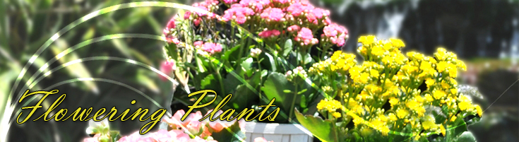 Flowering Plants
