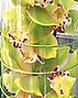 Pittsford NY Florist