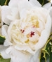Greece NY Florist