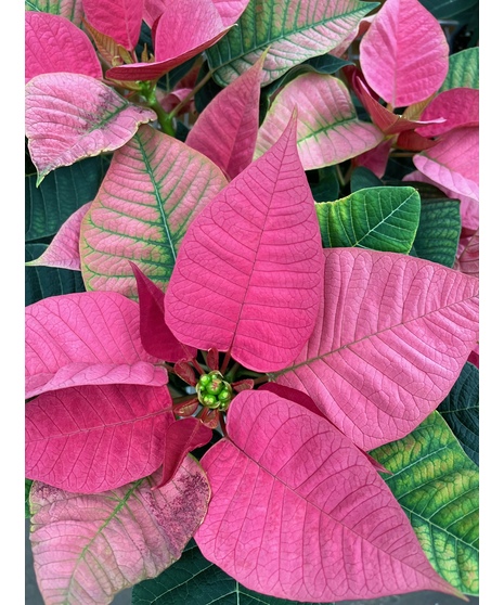 Pretty Pink Poinsettia
