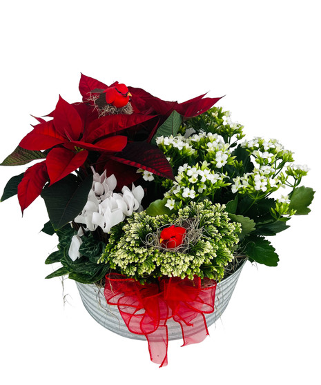 Holiday in Bloom
