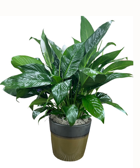 Plant-Peace Lily