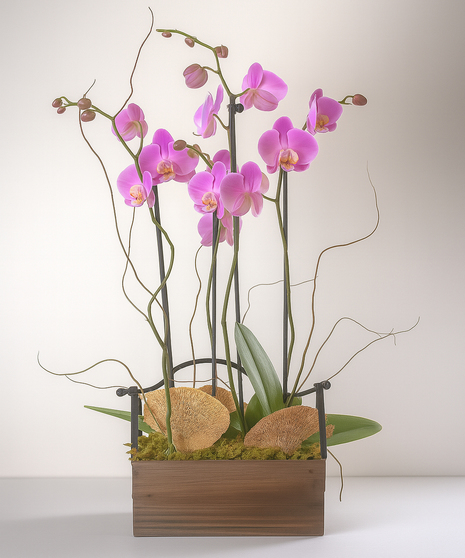 Luxury Orchid Display