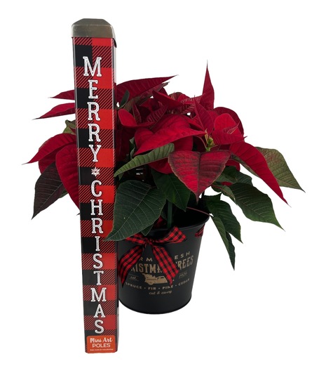 Buffalo Check Gift Package - with Art Pole