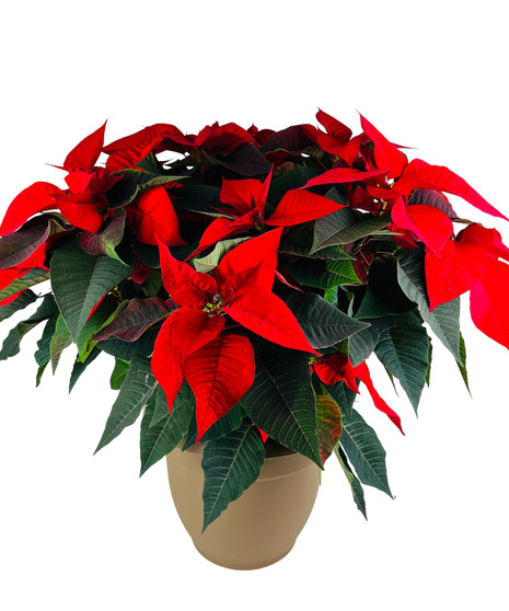 Elegant Red Poinsettia