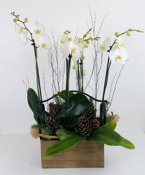 Winter Orchid Garden