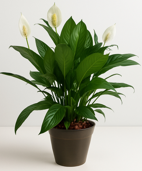 Plant-Peace Lily