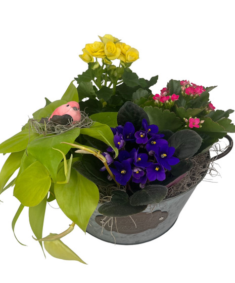 Flowering Plants