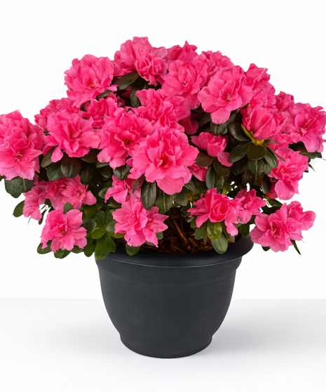 Pink azalea plant in a wicker basket.