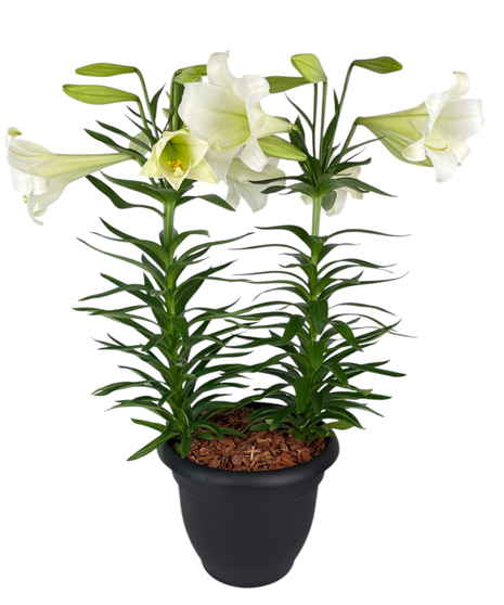 Easter Lily