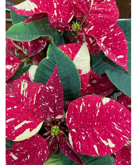 Red poinsettia plant in a basket tied with holiday ribbon