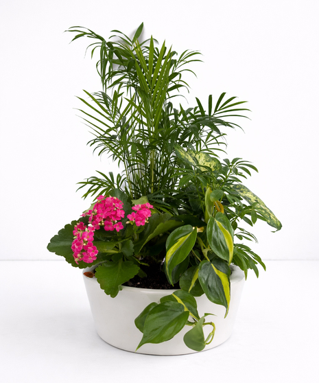 Ceramic Dish Garden - Ivory Container