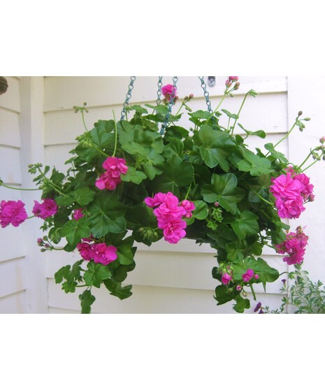 Flowering Plants