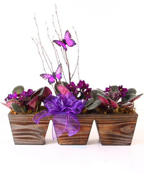 Flowering Plants