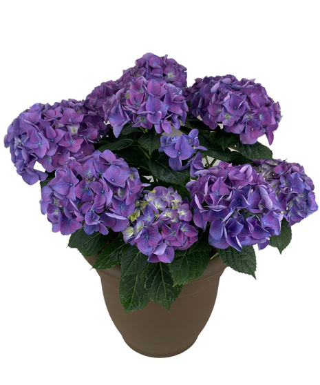 Flowering Plants