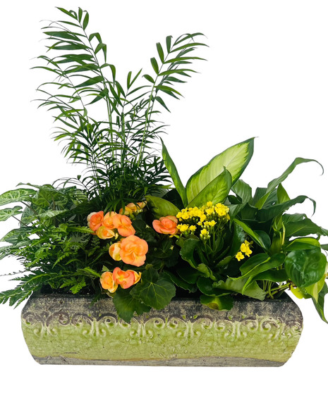 Flowering Plants