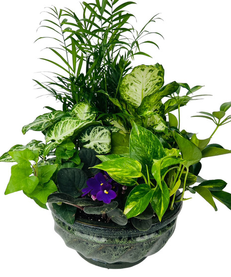 Green Plants