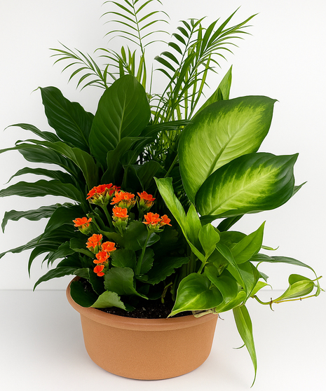 Leaf & Bloom - Dishgarden