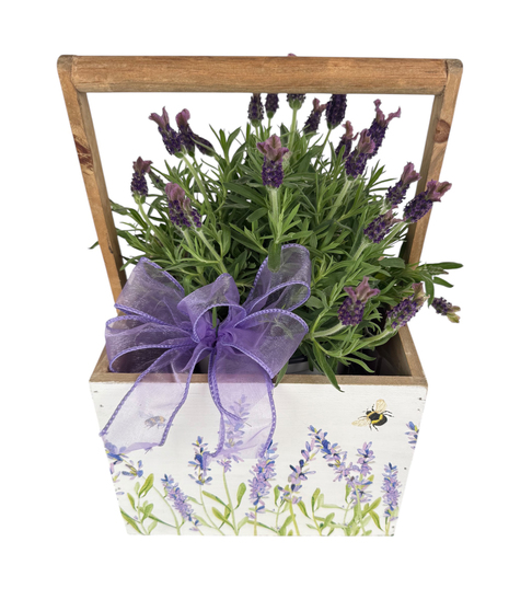 Lavender Tranquility Planter