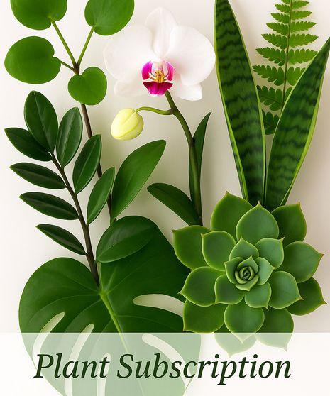 Plant of the Month