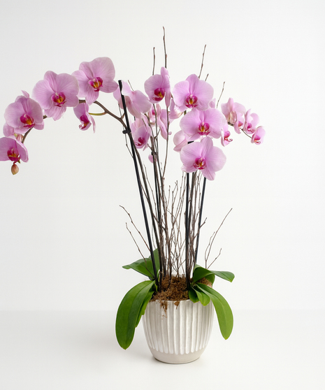 Deluxe Orchid Garden - Purple Orchids