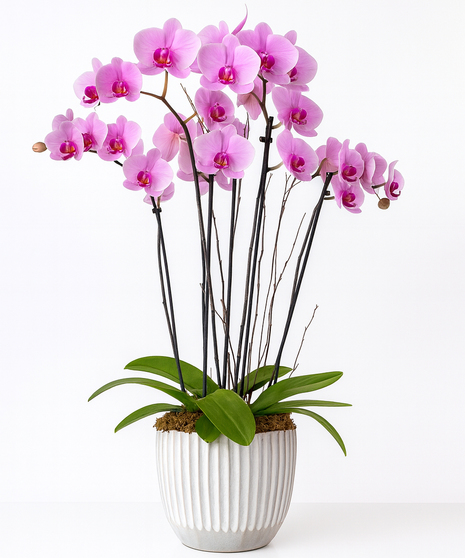 Premium  Orchid Garden - Purple Orchids