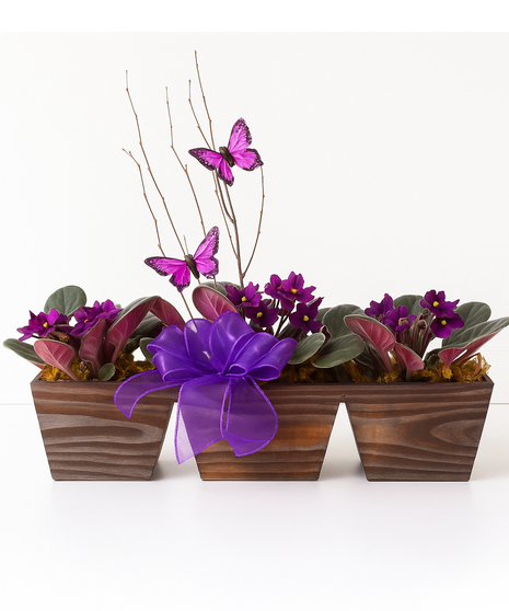 Violets And Butterflies