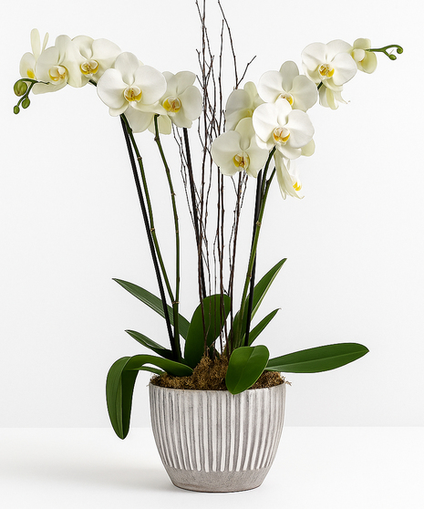 Premium  Orchid Garden - White Orchids