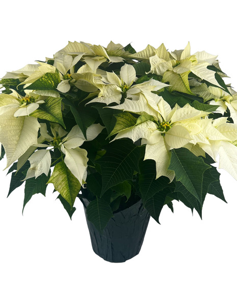 White poinsettia plant in a woven basket with a holiday bow. 