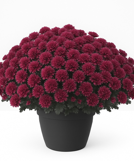Yellow chrysanthemum plant.