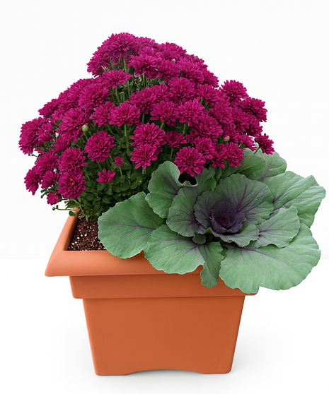 example of fall planter with seasonally blooming kale and flowers