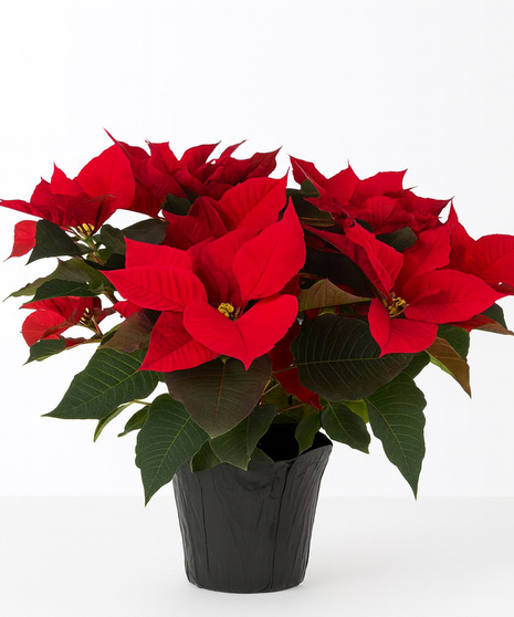 Red poinsettia plant in a basket tied with holiday ribbon