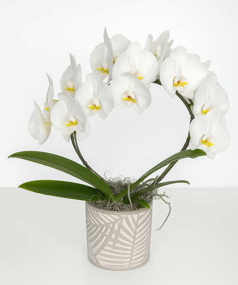 Infinity Orchid