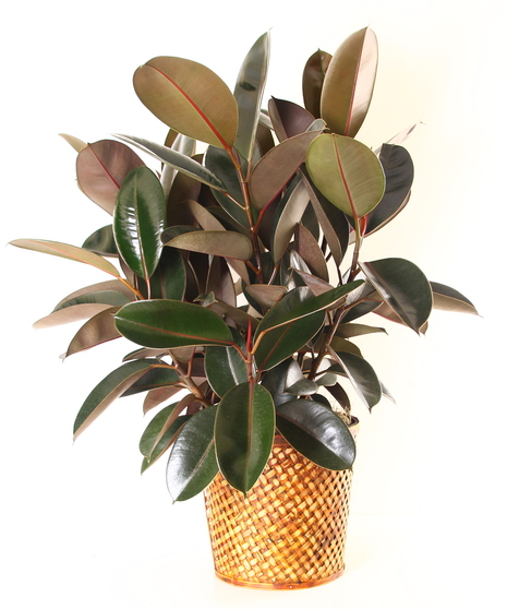 Rubber Tree