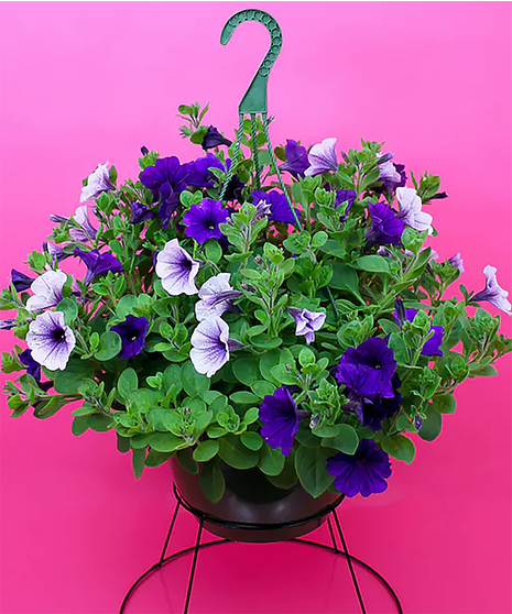 Hanging Petunia Plant
