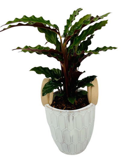 Calathea in Modern Ceramic Container