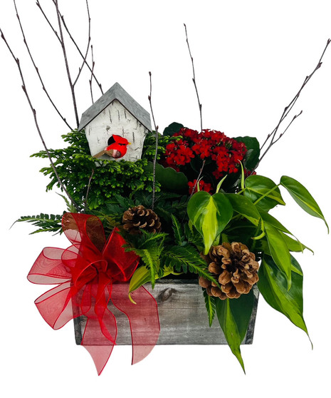 Christmas Cardinal Fern Garden