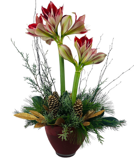 Sensational Amaryllis Arrangement