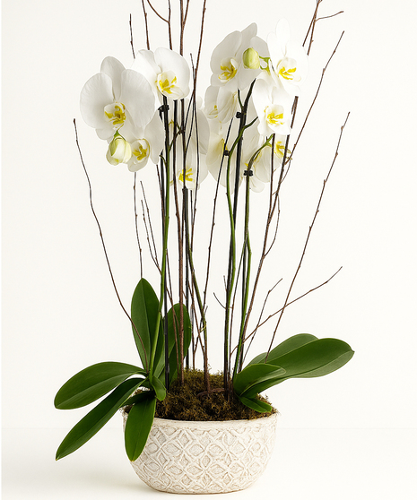 Phalaenopsis Orchid Garden - Double Planter