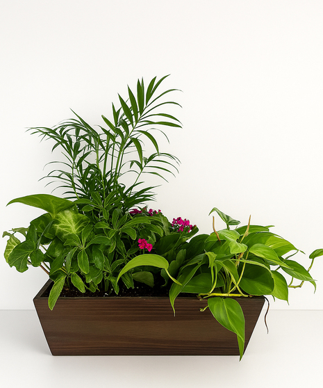 Modern Grove - Dishgarden
