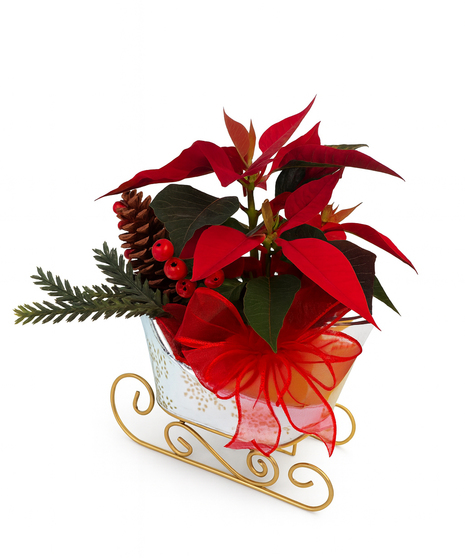 Red Poinsettia & Evergreens Sleigh