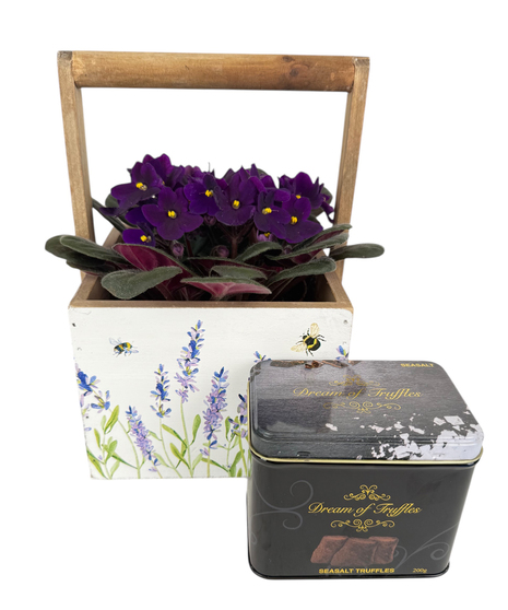 Violet Planter & Truffles