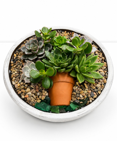 Pebble & Petals Succulent Garden