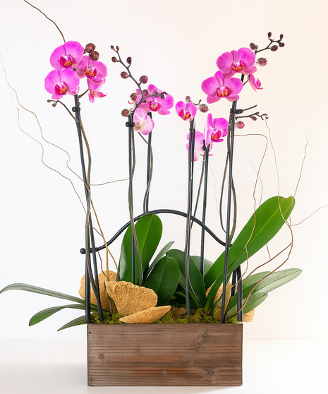 Luxury Orchid Display