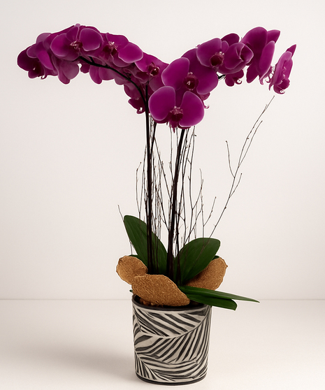 Elegant Orchid Plant