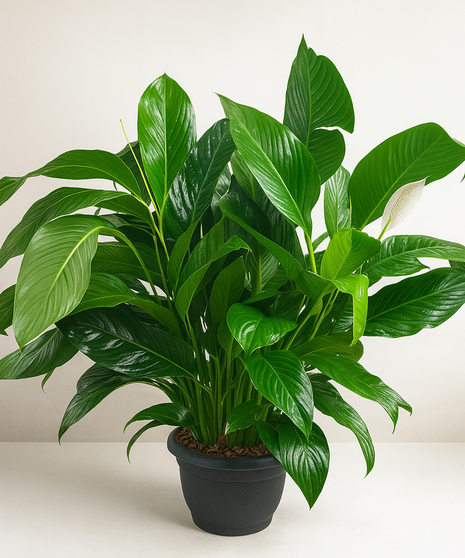 Green peace lily plant with white blooms.