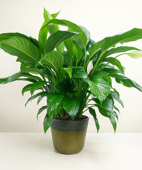 Green peace lily plant with white blooms.