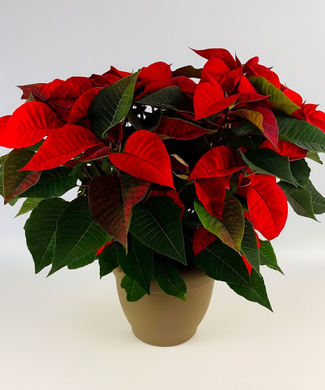 Elegant Red Poinsettia