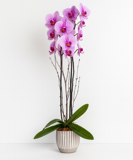 Elegant Orchid Plant - Purple Orchid