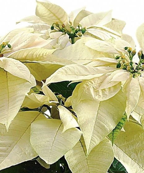 White poinsettia plant in a woven basket with a holiday bow. 